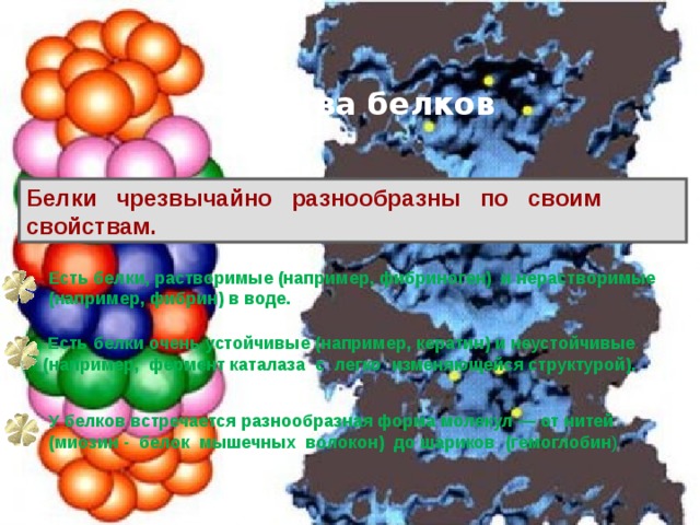 Свойства белков Белки чрезвычайно разнообразны по своим свойствам.  Есть белки, растворимые (например, фибриноген) и нерастворимые (например, фибрин) в воде.   Есть белки очень устойчивые (например, кератин) и неустойчивые (например, фермент каталаза с легко изменяющейся структурой). У белков встречается разнообразная форма молекул — от нитей (миозин - белок мышечных волокон) до шариков (гемоглобин ) 