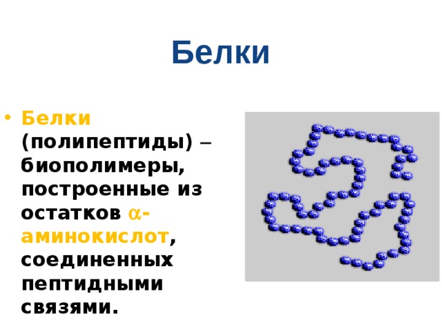 Белки  Белки (полипептиды)  биополимеры, построенные из остатков  -аминокислот , соединенных пептидными связями. 
