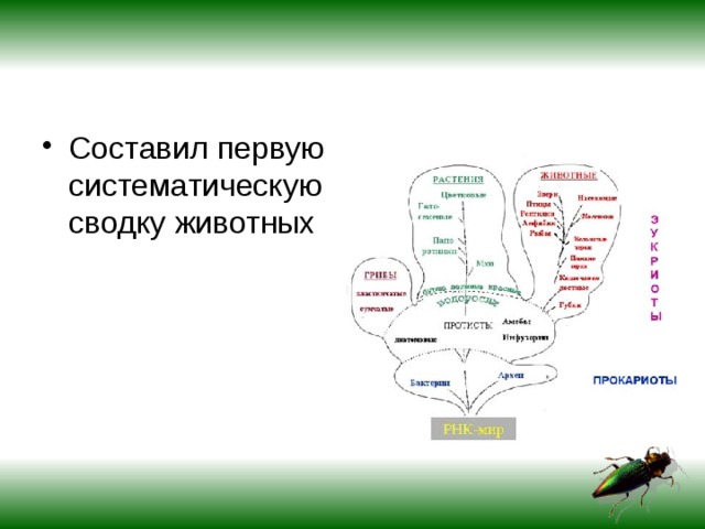 Первая составляющая. Систематическая сводка животных лестница существ. Аристотель составил первую систематическую сводку животных. Систематическая лестница. Систематическая лестница животного.