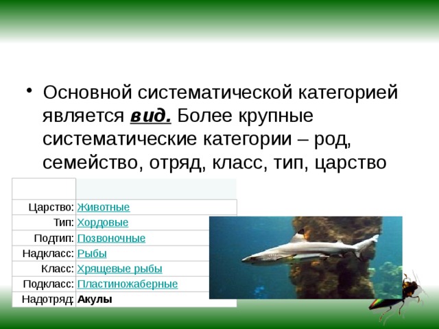 Основной систематической категорией является вид. Более крупные систематические категории – род, семейство, отряд, класс, тип, царство Царство: Тип: Подтип: Надкласс: Класс: Подкласс: Надотряд: Акулы 