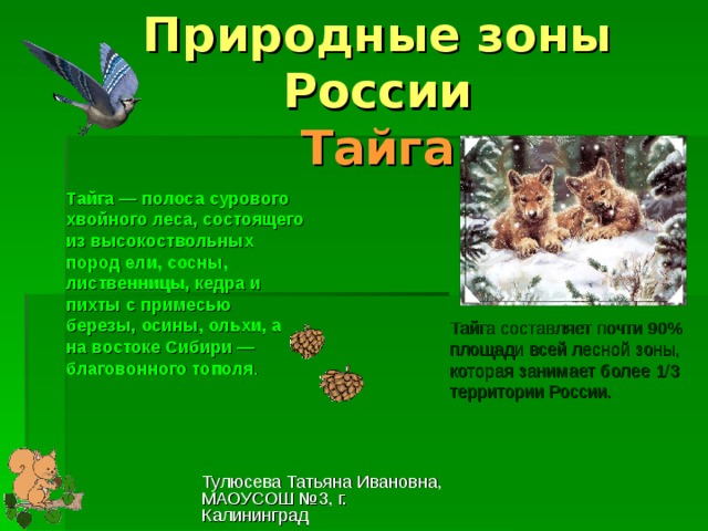 Природные зоны России  Тайга Тайга — полоса сурового хвойного леса, состоящего из высокоствольных пород ели, сосны, лиственницы, кедра и пихты с примесью березы, осины, ольхи, а на востоке Сибири — благовонного тополя . Тайга составляет почти 90% площади всей лесной зоны, которая занимает более 1/3 территории России. Тулюсева Татьяна Ивановна, МАОУСОШ №3, г. Калининград 