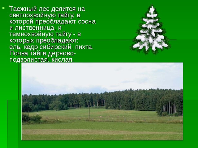 Таежный лес делится на светлохвойную тайгу, в которой преобладают сосна и лиственница, и темнохвойную тайгу - в которых преобладают: ель, кедр сибирский, пихта. Почва тайги дерново-подзолистая, кислая. 1 