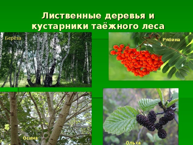 Лиственные деревья и кустарники таёжного леса Берёза Рябина 1 Осина Ольха 