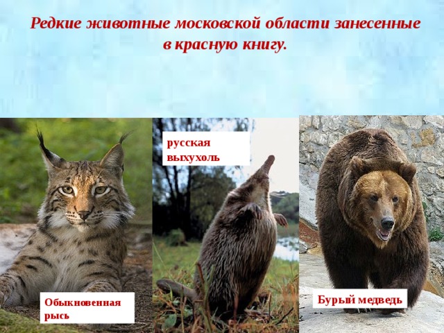 Редкие животные московской области занесенные в красную книгу. русская выхухоль Бурый медведь Обыкновенная рысь 