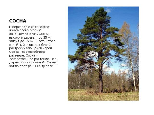 Карагай агачы перевод на русский фото