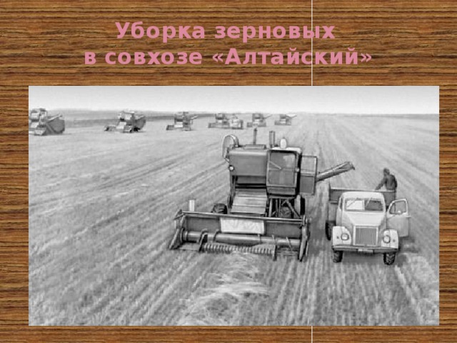 Уборка зерновых  в совхозе «Алтайский» 