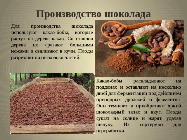 Производство шоколада Для производства шоколада используют какао-бобы, которые растут на дереве какао. Со стволов дерева их срезают большими ножами и сваливают в кучи. Плоды разрезают на несколько частей. Какао-бобы раскладывают на поддонах и оставляют на несколько дней для ферментации под действием природных дрожжей и ферментов. Они темнеют и приобретают яркий шоколадный запах и вкус. Плоды сушат на солнце и жарят, удаляя шелуху. Их сортируют для переработки. 