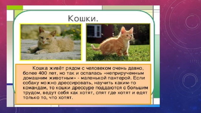 Кошка 2 класс окружающий. Кошки и собаки для презентации. Проект кошки и собаки 1 класс. Проект о собаке или кошке. 1 Класс окружающий мир кошки.