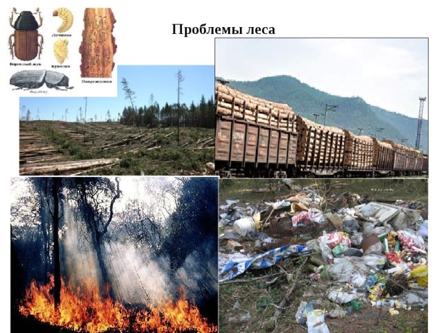Проблемы леса 