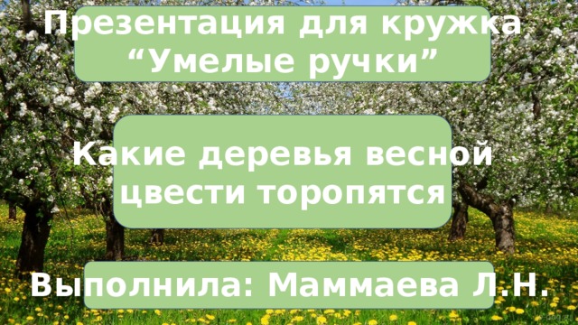 Презентация для кружка “ Умелые ручки” Какие деревья весной цвести торопятся Выполнила: Маммаева Л.Н. 
