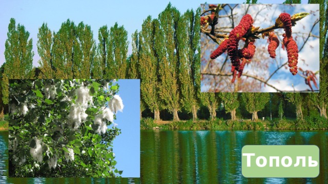 Тополь 