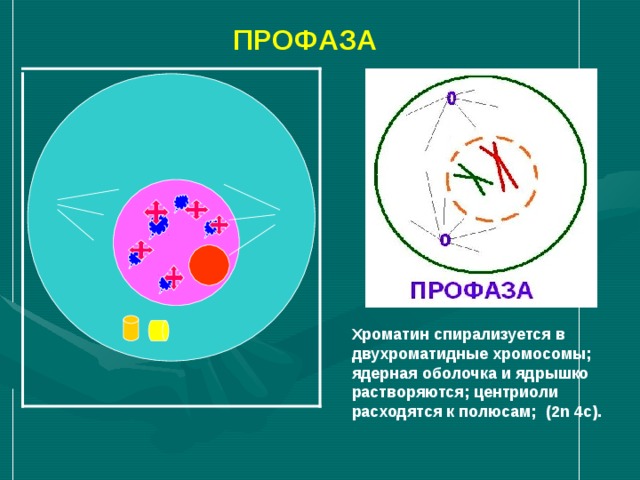  ПРОФАЗА Хроматин спирализуется в двухроматидные хромосомы; ядерная оболочка и ядрышко растворяются; центриоли расходятся к полюсам; (2 n 4c) . 