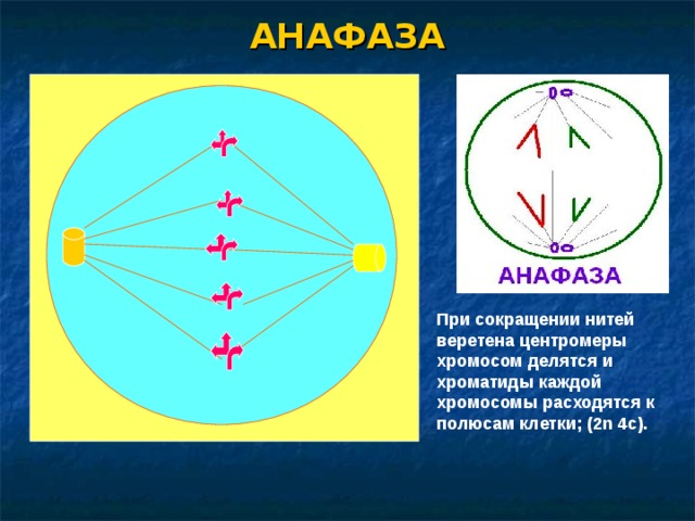 АНАФАЗА При сокращении нитей веретена центромеры хромосом делятся и хроматиды каждой хромосомы расходятся к полюсам клетки; ( 2n 4c) . 