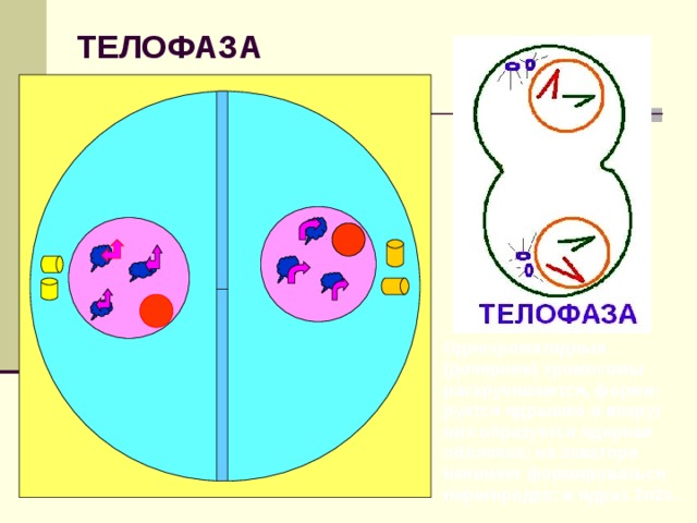 ТЕЛОФАЗА Однохроматидные (дочерние) хромосомы раскручиваются, форми-руется ядрышко и вокруг них образуется ядерная оболочка; на экваторе начинает формироваться перегородка; в ядрах 2 n2c . 