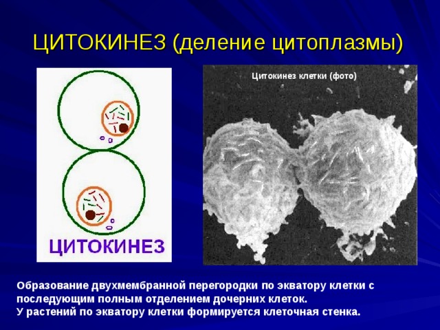ЦИТОКИНЕЗ (деление цитоплазмы) Цитокинез клетки (фото) Образование двухмембранной перегородки по экватору клетки с последующим полным отделением дочерних клеток. У растений по экватору клетки формируется клеточная стенка. 