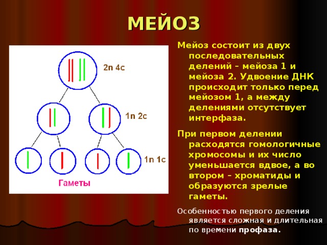 Мейоз – процесс деления клетки, при котором число хромосом в клетке уменьшается вдвое.  В результате такого деления образуются гаплоидные (n) половые клетки (гаметы) и споры. МЕЙОЗ ЗИГОТНЫЙ СПОРОВЫЙ ГАМЕТНЫЙ В зиготе после оплодотворения, что приводит к образованию зооспор у водорослей и мицелия грибов. У семенных растений приводит к образованию гаплоидного гаметофита В половых органах , приводит к образованию гамет 