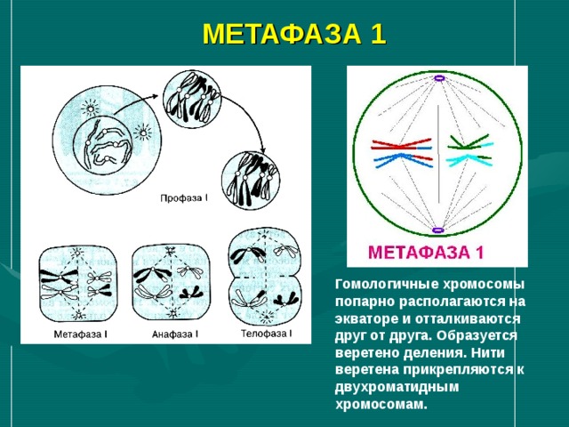 ПРОФАЗА 1  Профаза 1 самая продолжи-тельная Спирализация хроматина в двухро-матидные хромосомы; центриоли расходятся к полюсам; сближение ( конъюгация ) и укорочение гомо-логичных хромосом с последующим перекрестом и обменом гомологич-ными участками ( кроссинговер ); растворение ядерной оболочки. 