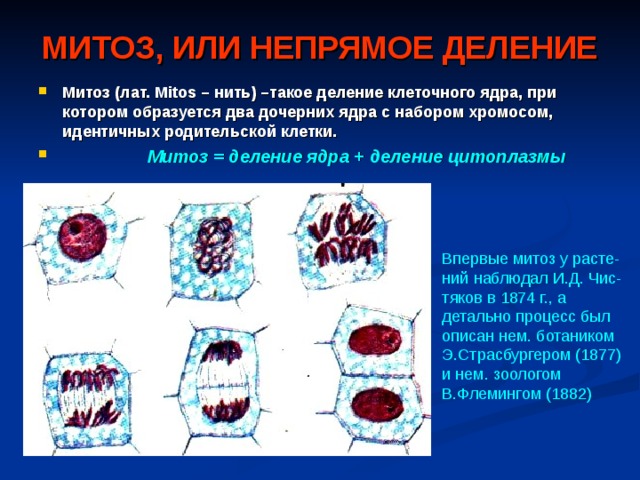 МИТОЗ, ИЛИ НЕПРЯМОЕ ДЕЛЕНИЕ Митоз ( лат. Mitos – нить) –такое деление клеточного ядра, при котором образуется два дочерних ядра с набором хромосом, идентичных родительской клетки.  Митоз = деление ядра + деление цитоплазмы Впервые митоз у расте-ний наблюдал И.Д. Чис-тяков в 1874 г., а детально процесс был описан нем. ботаником Э.Страсбургером (1877) и нем. зоологом В.Флемингом (1882) 