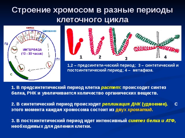 Строение хромосом в разные периоды клеточного цикла 1 2 4 3 1,2 – предсинтети-ческий период; 3 – синтетический и постсинтетический период; 4 – метафаза. 1. В предсинтетический период клетка растет : происходит синтез белка, РНК и увеличивается количество органических веществ. 2. В синтетический период происходит репликация ДНК (удвоение). С этого момента каждая хромосома состоит из двух хроматид. 3. В постсинтетический период идет интенсивный синтез белка и АТФ, необходимых для деления клетки. 