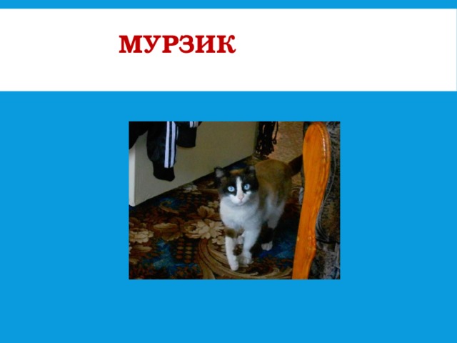  Это Мурзик –  