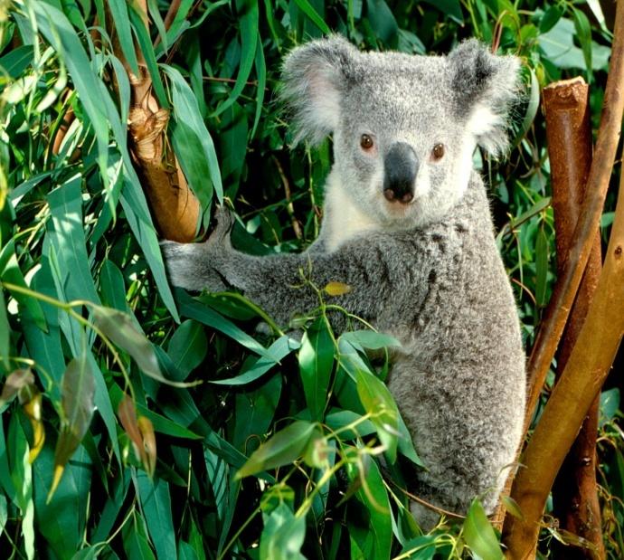 Сообщение о коале. Животные Австралии. Интересные животные Австралии. 2 Коалы. Коала интересные факты.