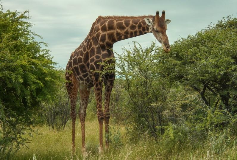 Где живет жираф на каком материке. Жираф природная зона. Доклад Жирафы в Африке.