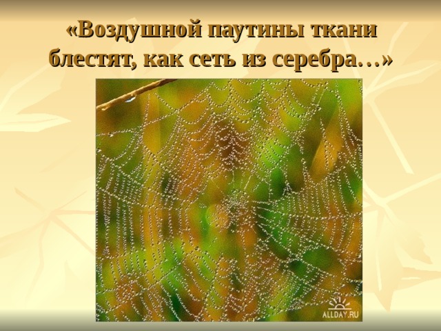 «Воздушной паутины ткани  блестят, как сеть из серебра…» 