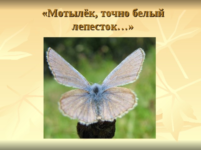 «Мотылёк, точно белый лепесток…» 