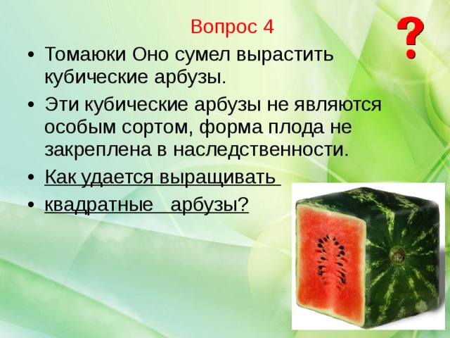 Вопрос 4 Томаюки Оно сумел вырастить кубические арбузы. Эти кубические арбузы не являются особым сортом, форма плода не закреплена в наследственности. Как удается выращивать квадратные арбузы?   