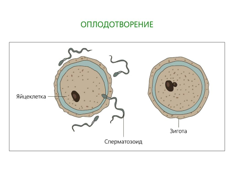 Мужская гамета женская гамета оплодотворение