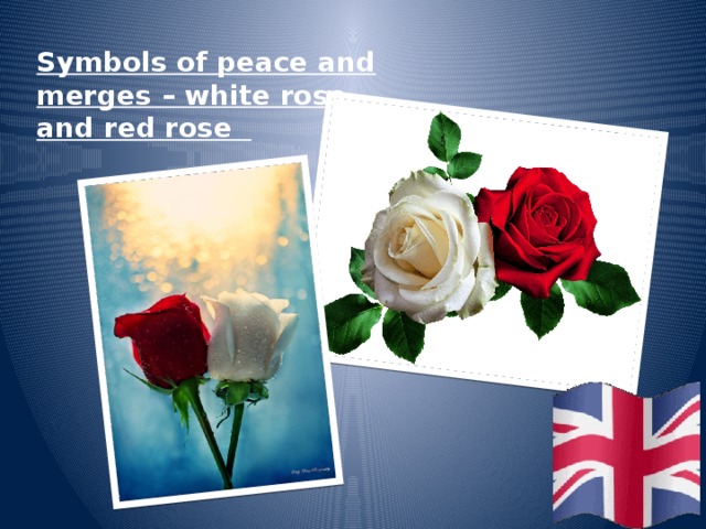Symbols of peace and merges – white rose and red rose 