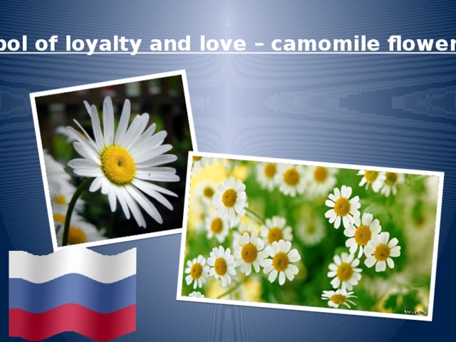 Symbol of loyalty and love – camomile flower  