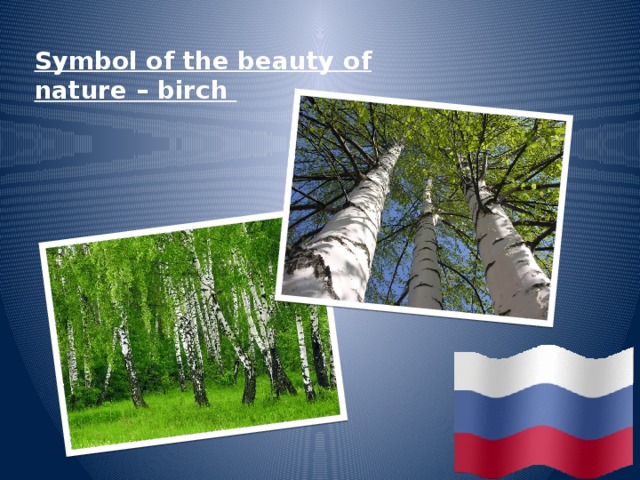 Symbol of the beauty of nature – birch 