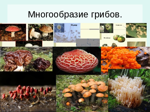 Сообщение многообразие грибов. Грибы разнообразие.