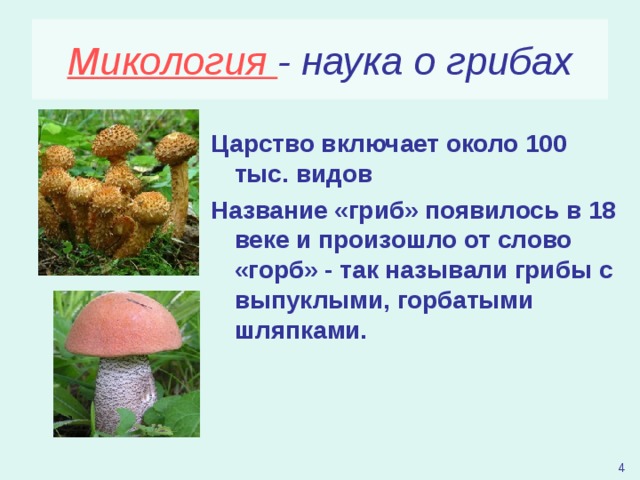Наука которая изучает грибы. Микология наука о грибах.