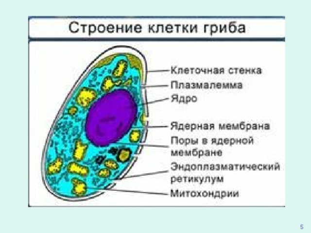 Строение грибной клетки рисунок с подписями 5 класс