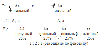 При скрещивании высокого растения. При скрещивании между собой растений. У драконов круглая голова доминирует над овальной. От скрещивания редиса с овальными корнеплодами получено 68 растений.