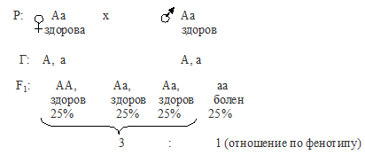 При скрещивании серых мух