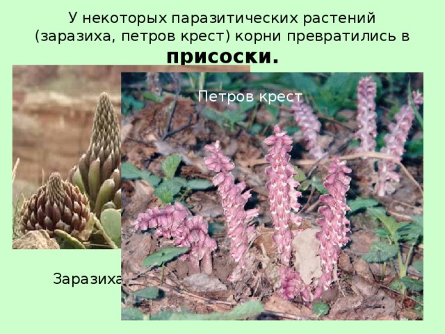 У некоторых паразитических растений (заразиха, петров крест) корни превратились в присоски. Петров крест Заразиха 
