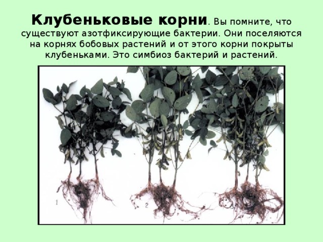 Клубеньковые корни . Вы помните, что существуют азотфиксирующие бактерии. Они поселяются на корнях бобовых растений и от этого корни покрыты клубеньками. Это симбиоз бактерий и растений. 