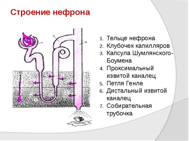 Опишите работу нефрона по следующему плану как плазма крови попадает в каналец нефрона
