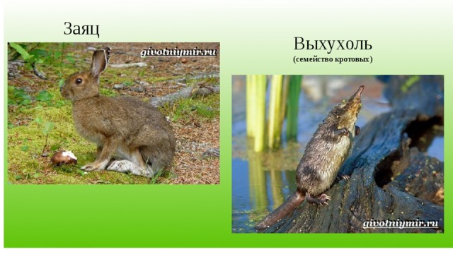 Заяц Выхухоль (семейство кротовых) 