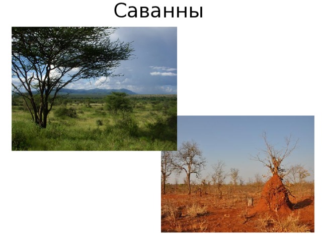 Саванны 