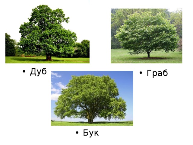 Чем отличается дуб