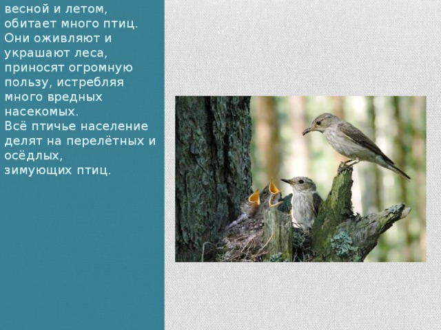 В лесах, особенно весной и летом, обитает много птиц. Они оживляют и украшают леса, приносят огромную пользу, истребляя много вредных насекомых.  Всё птичье население делят на перелётных и осёдлых, зимующих птиц. 