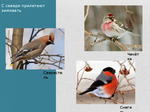С севера прилетают зимовать Чечётка Свиристель Снегирь 