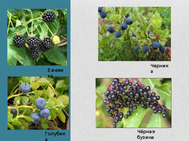 Черника Ежевика Чёрная бузина Голубика 