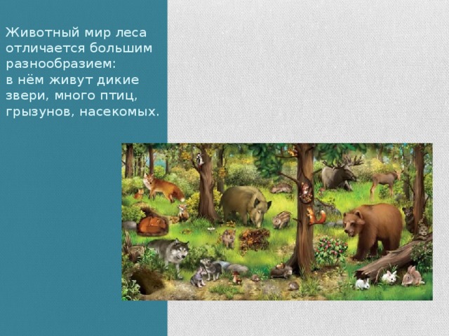 Животный мир леса отличается большим разнообразием:  в нём живут дикие звери, много птиц, грызунов, насекомых.   