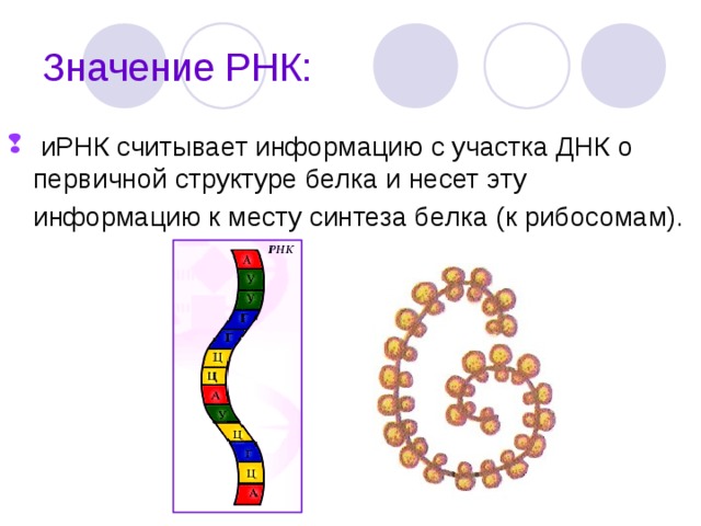 Значение РНК:  иРНК считывает информацию с участка ДНК о первичной структуре белка и несет эту информацию к месту синтеза белка (к рибосомам).  